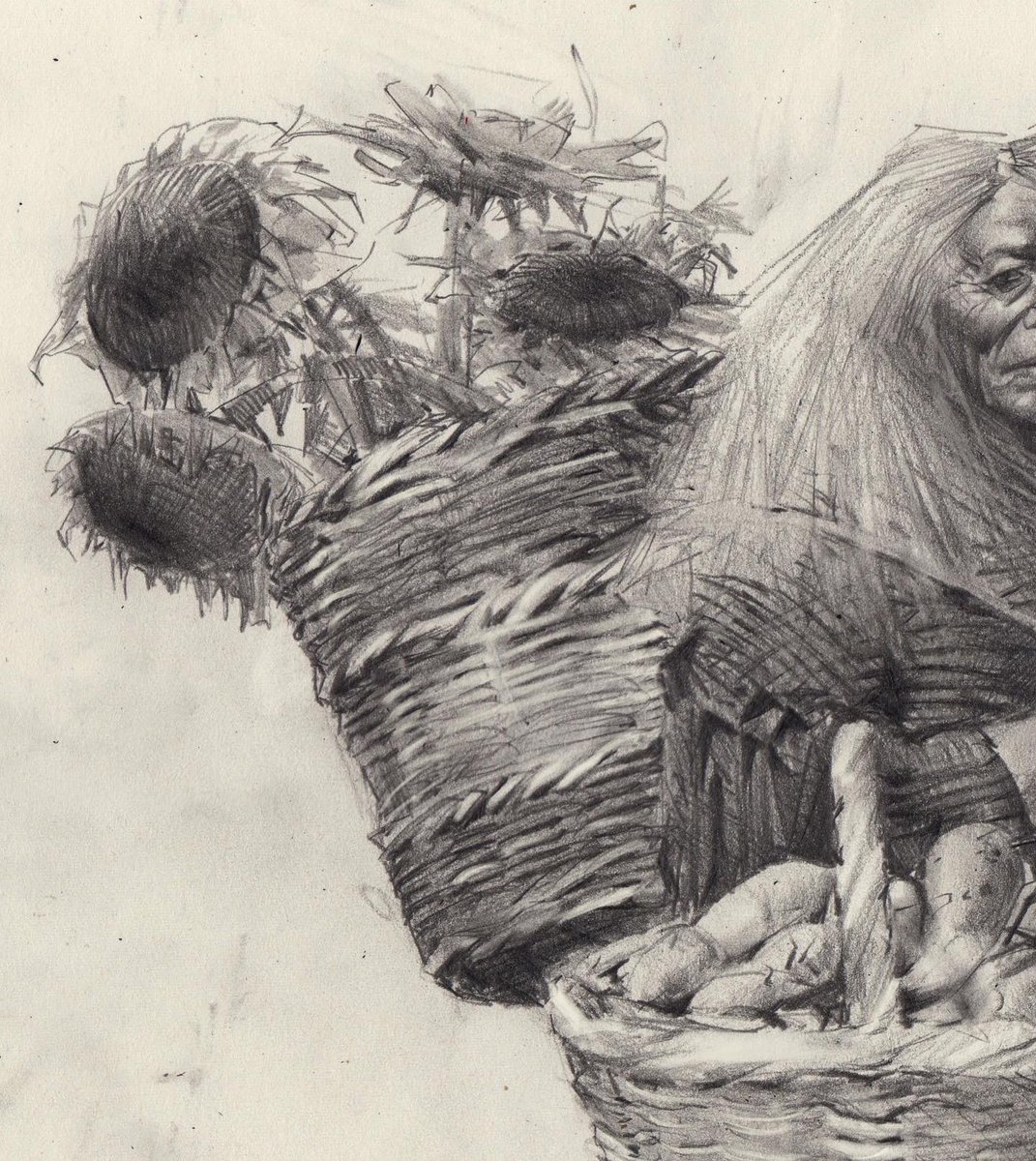 ‘Harvest Witch’ sweet potatoes and sunflowers :)
Graphite on moleskine paper