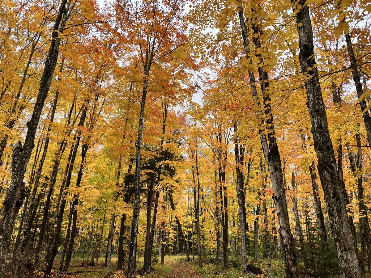 caahonen's tweet photo. I love my driveway. #UPNorthMichigan #nofilterneeded https://t.co/EcZ30uAaGo