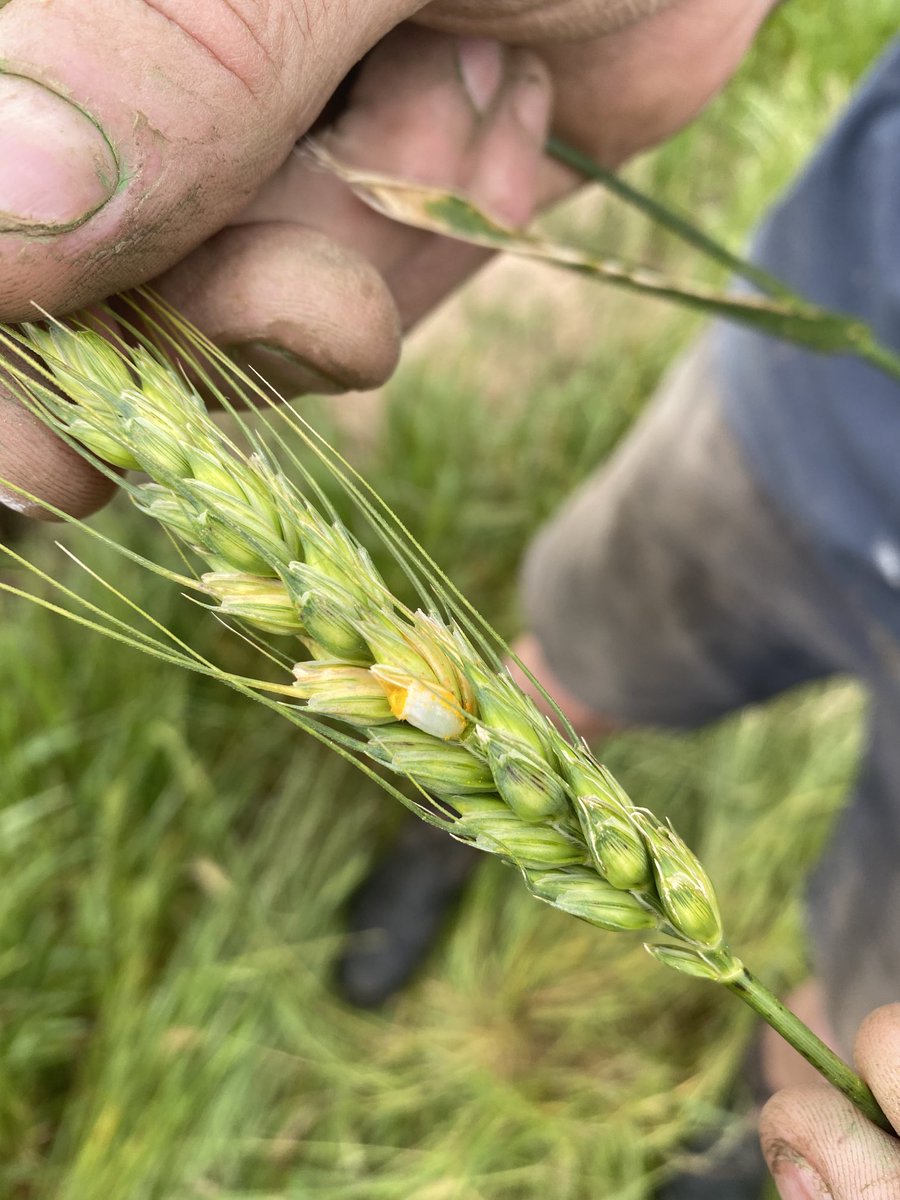 Stripe rust on the flag leaf and in the head has been a feature of our tour this year. Rust in the head affecting 5-10% of grains in some crops of northern Wimmera. Tough to spray at flowering.
