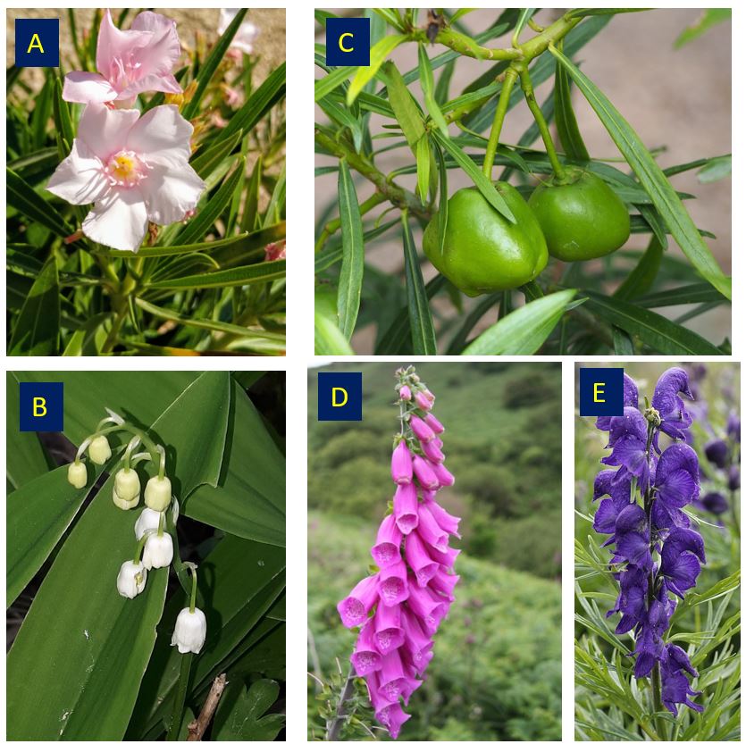 Steve Curry (@stevecurrymd) on Twitter photo MedTox Fellows: All of the plants, below, can cause tachyarrhythmias, bradyarrhythmias/blocks and bidirectional ventricular tachycardia. Four plants also cause hyperkalemia. Which does NOT cause hyperkalemia? <a href="/toxandhound/">The Tox And The Hound</a> #FOAMed #FOAMtox MedTox Fellows: All of the plants, below, can cause tachyarrhythmias, bradyarrhythmias/blocks and bidirectional ventricular tachycardia. Four plants also cause hyperkalemia. Which does NOT cause hyperkalemia? <a href="/toxandhound/">The Tox And The Hound</a> #FOAMed #FOAMtox