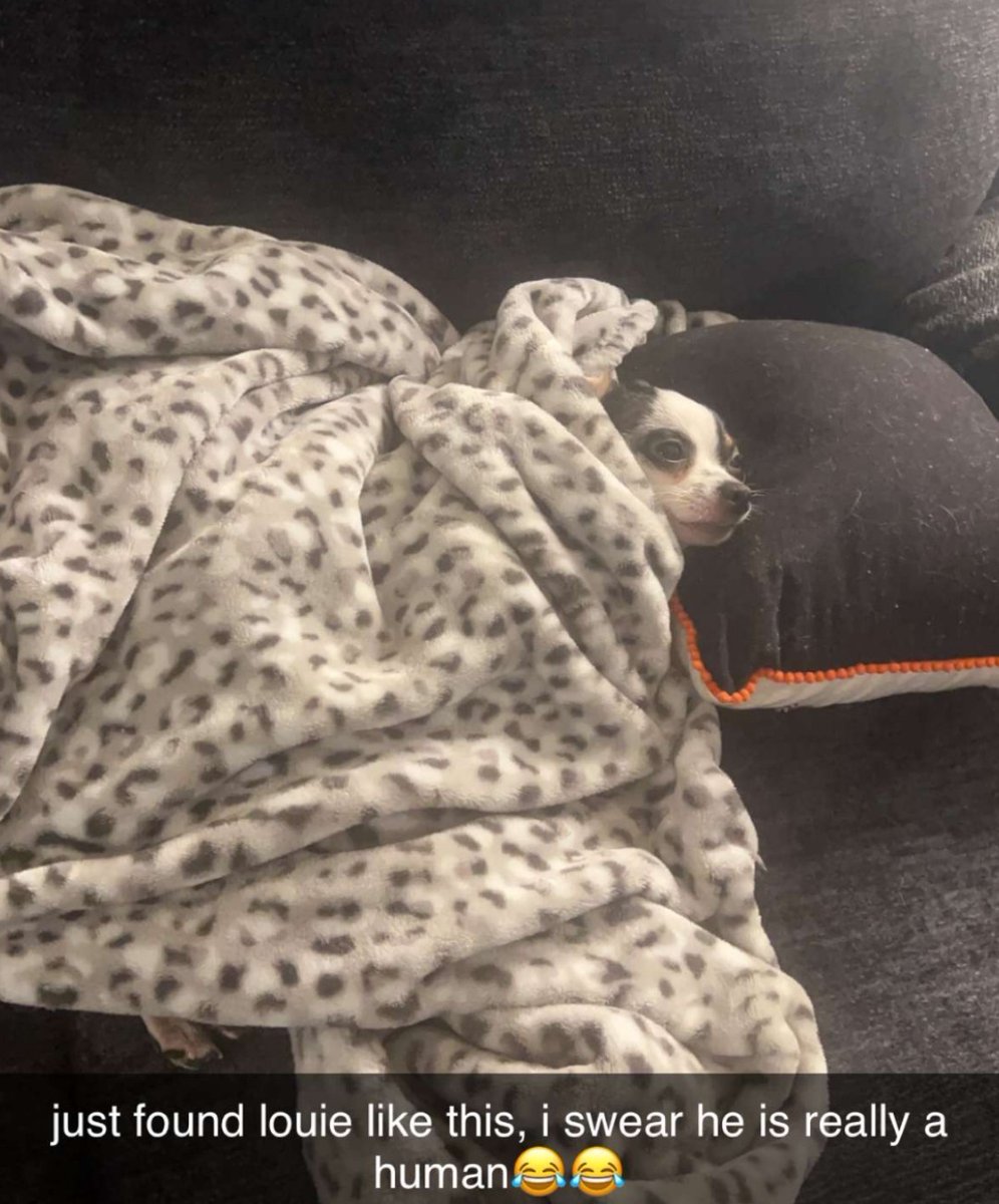 dssj04's tweet image. This is how our fur babies roll....Love you Louie😘❤️