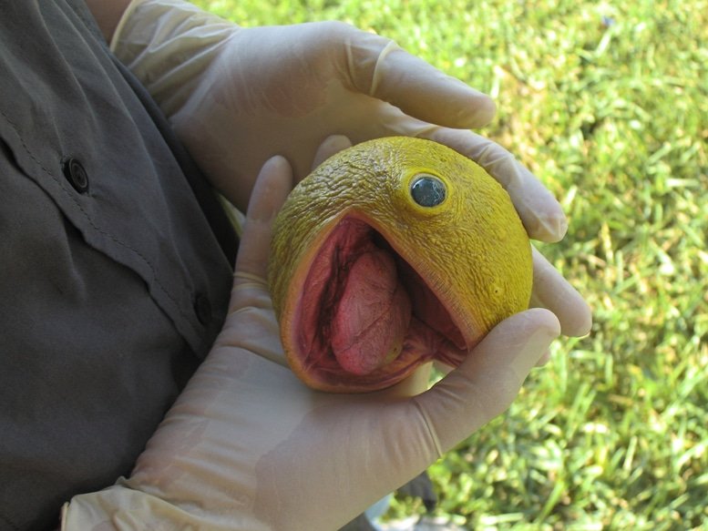 WeirdAlFan2004's tweet image. little fellow.....