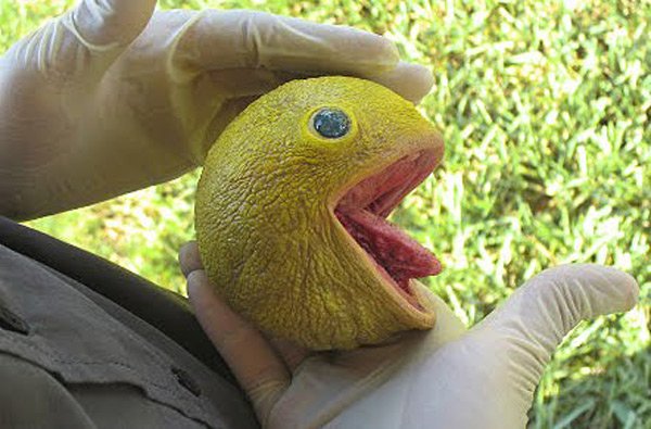 WeirdAlFan2004's tweet image. little fellow.....