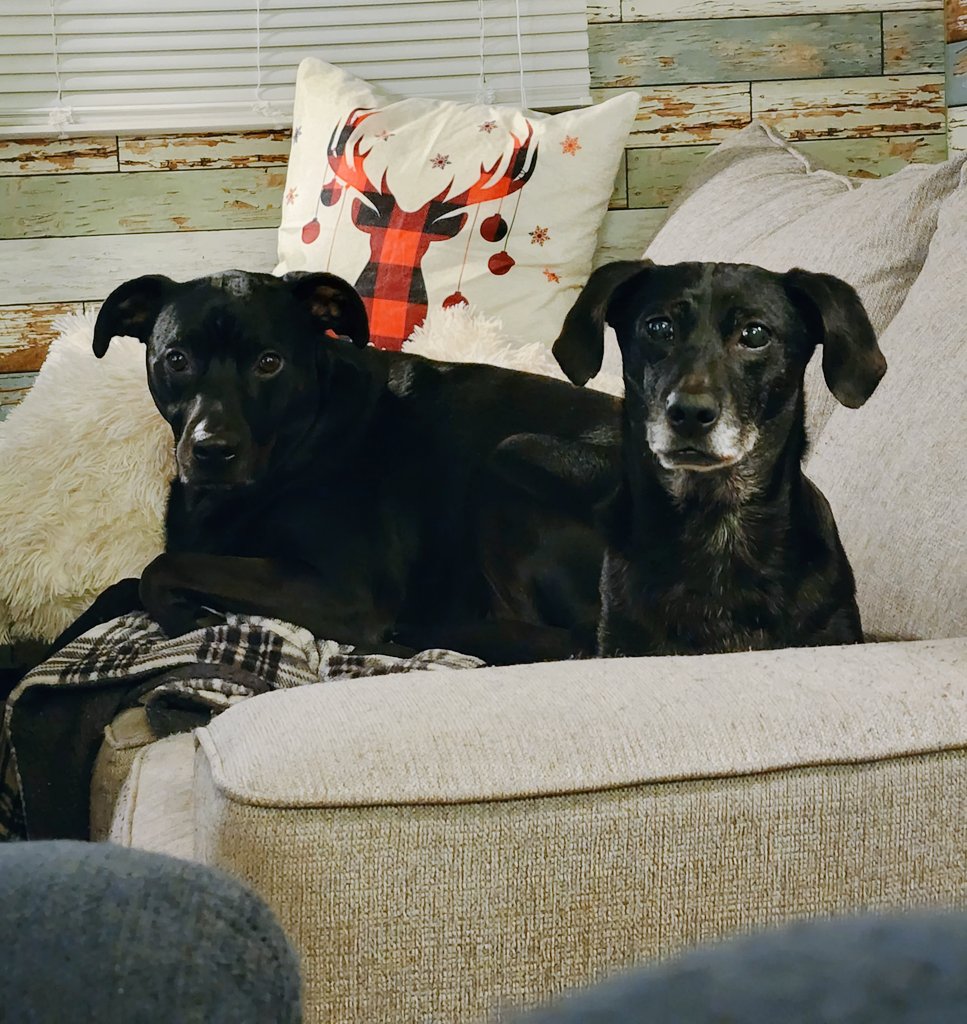 hlengelsman's tweet photo. I'd like to introduce you to my pups.
This is Brutus &amp; Mia. Brutus in the background is a #Rottweiler #Pitbull mix even some #CHIHUAHUA 🤣 &amp; Mia is a #wirehairfoxterrior #weimaraner #Dachshund mix. 😍 #ugc #ugccommunity #ugccreator  #dogs #dogsoftwitter #chewy #Bullymake #barkbox https://t.co/XbCTmwRFv8