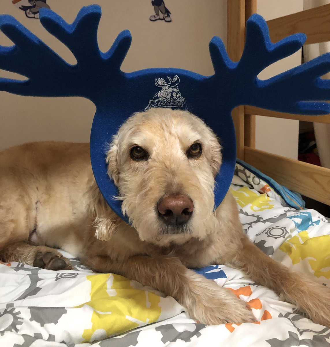 This is not a dog. It’s a moose celebrating the <a href="/ManitobaMoose/">Manitoba Moose</a> win.  12/10