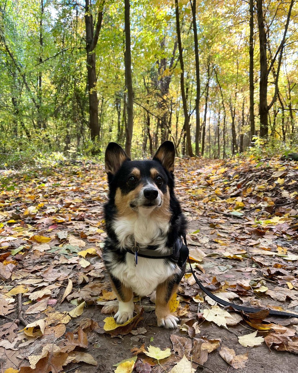 loose_spokes (@patellis4130) on Twitter photo 