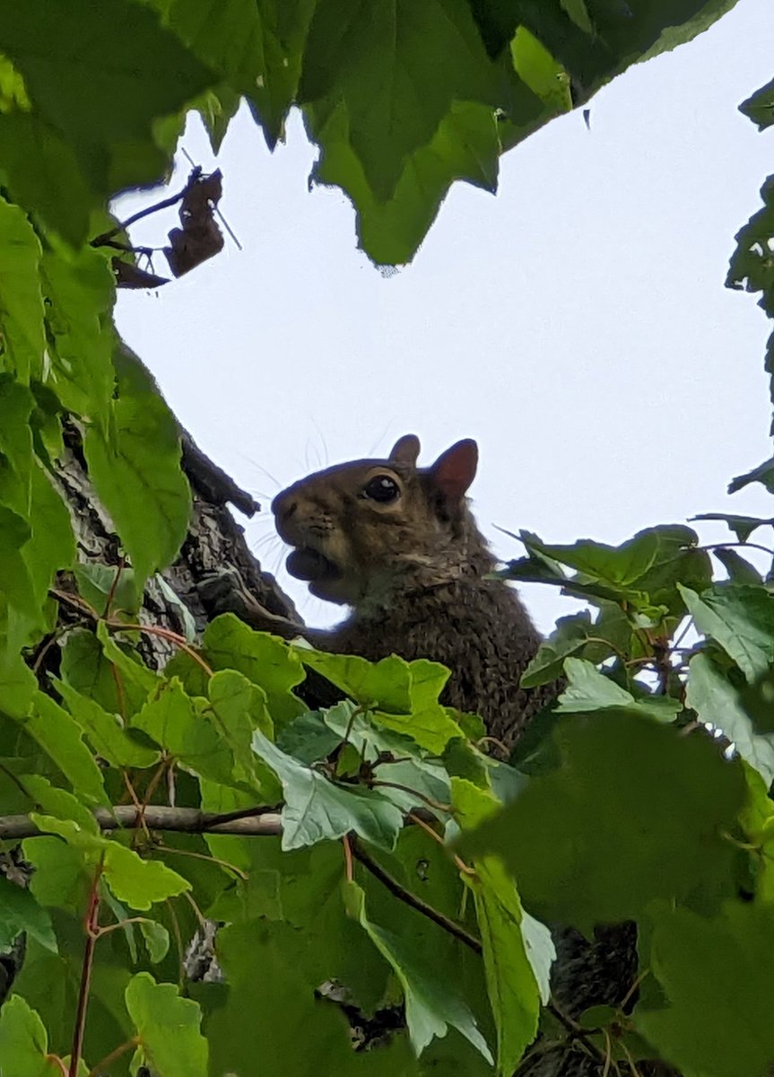 Danl24044761's tweet photo. Are you prepared for this coming week? Plan and execute! Like this little guy getting ready for winter. #squirrelverse #nft #animalphotography #planandexecute https://t.co/B9TnlMI4li