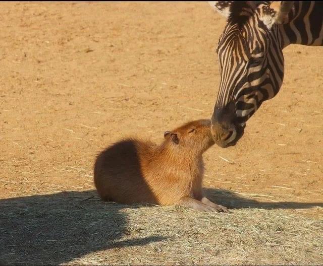 capybara  