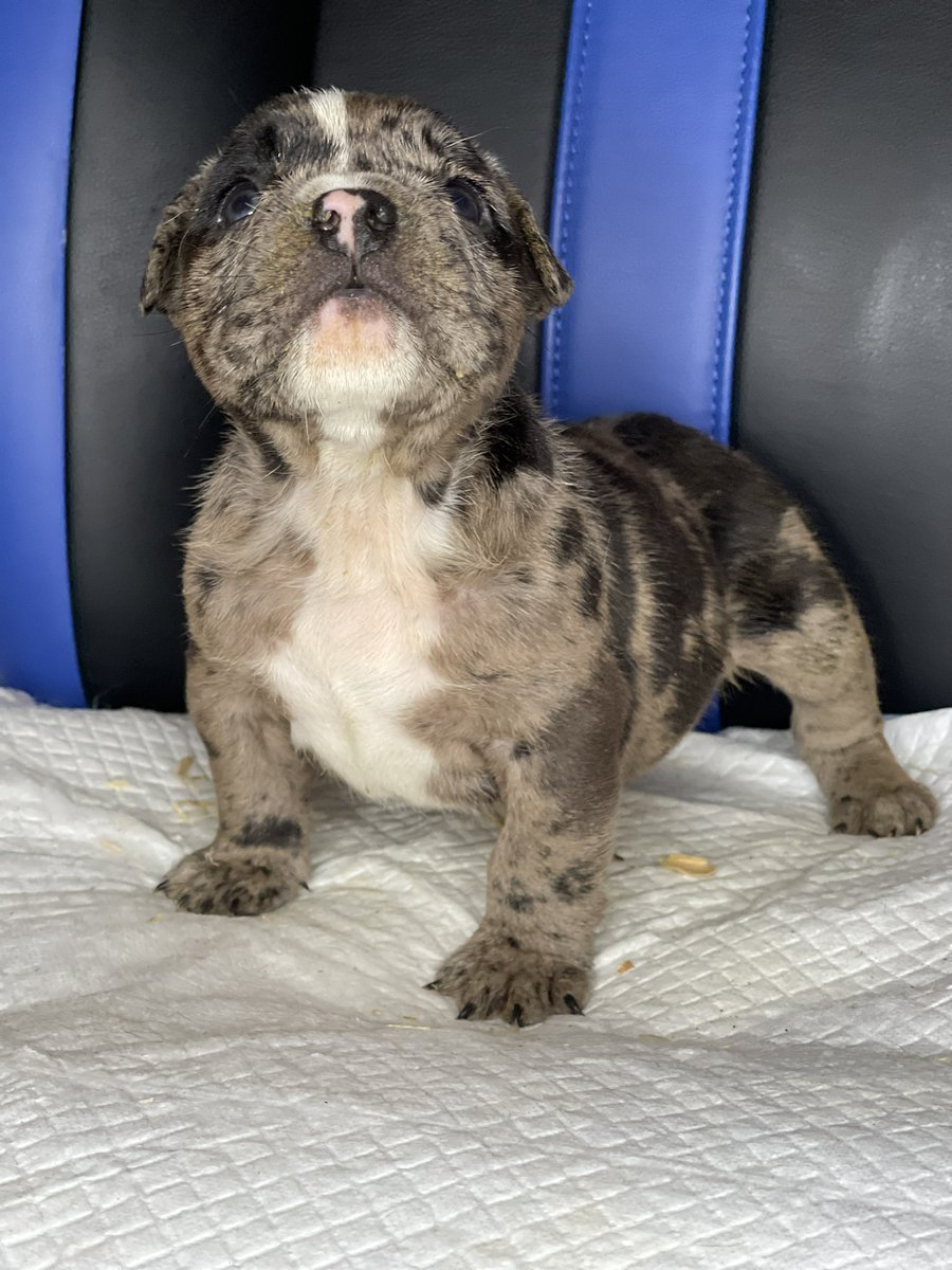 DeuceScotty's tweet photo. Check out the structure on this male I produced. Merle micro bullies available. Tap in today #4LE https://t.co/JSV54juVVF