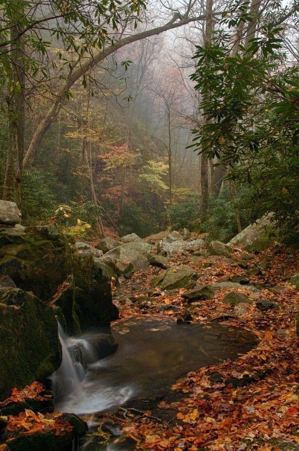 Autumn colours at Tollymore Forest 

#NaturePhotography