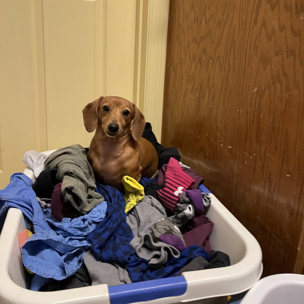 williamjbarry's tweet photo. Putting up laundry is always easier when you have help, ha ha https://t.co/W3dCikwu3K