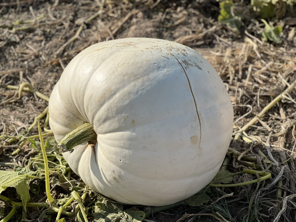 SluPathology's tweet photo. The pumpkin is received fresh in the farm, and is oriented with a stem designating superior.The specimen is white-tan and spherical with a horizontal central linear scar measuring 20.0 x 1.0 cm.There are multiple superficial areas of discoloration present surrounding the scar.1/1 https://t.co/D1hpKE4UUX