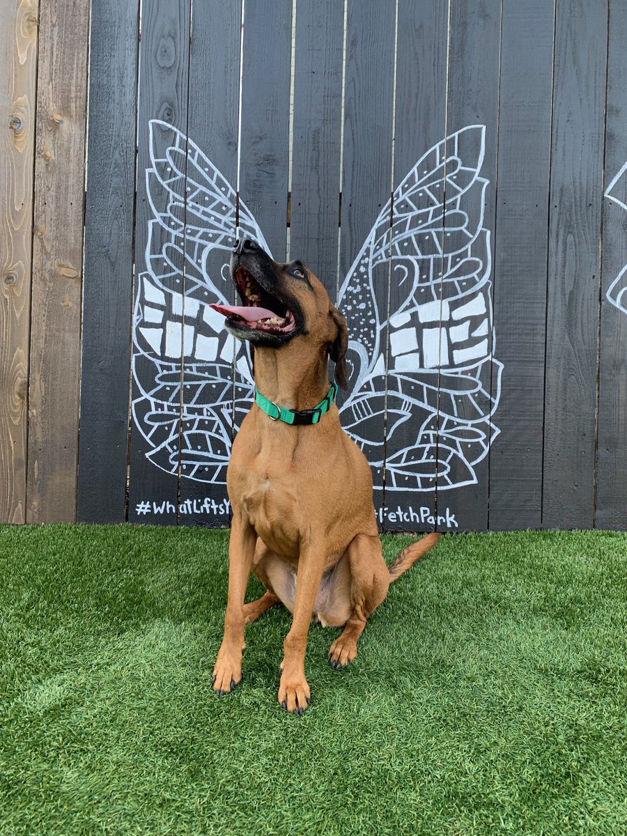 DianeATL's tweet photo. @elissaben70 Sending loving thoughts to break through your lonely journey. Oh, that &amp; a pic of my sweet dog, Grace https://t.co/mVkgEdyItE