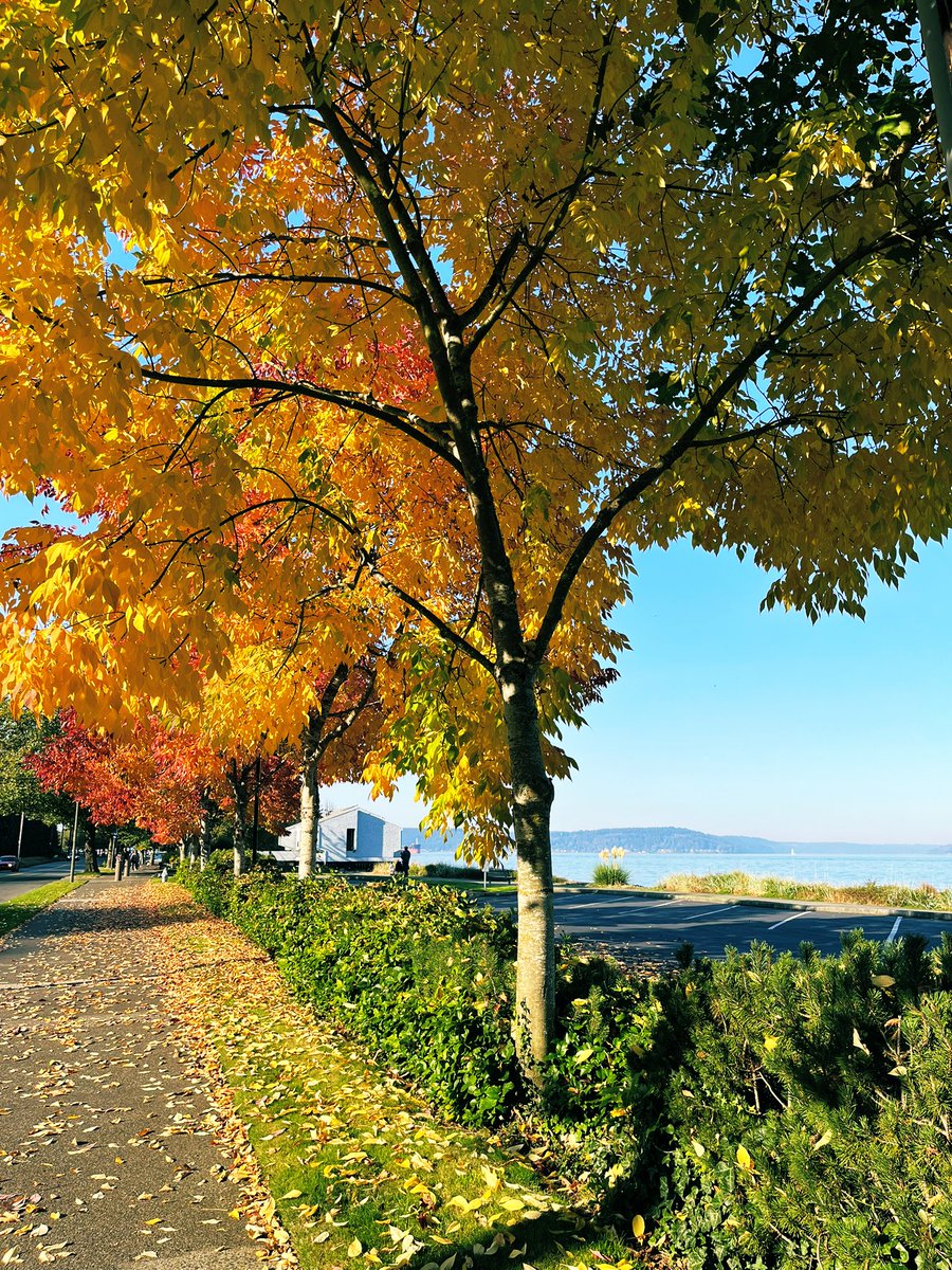 CesarJRosa1's tweet photo. Enjoying the fall colors of the Pacific Northwest! @MadiganHealth @pnwpics @ArmyMedicine @CityofTacoma https://t.co/mwpq1LVXSG
