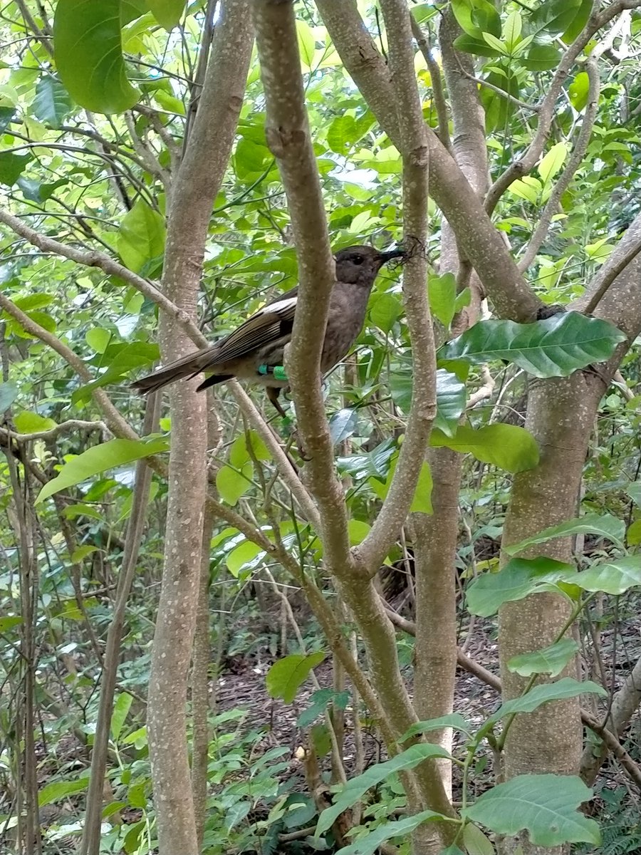 The female hihi are building nests with speed as breeding activity ramps up on Tiritiri Matangi.

Just in time to remind us to vote hihi/stitchbird for Bird of the Year.

#teamhihi #BOTY2022 #BirdOfTheYear2022 #BirdoftheYear #hihi #stitchbird #TiritiriMatangi <a href="/Forest_and_Bird/">Forest & Bird</a>