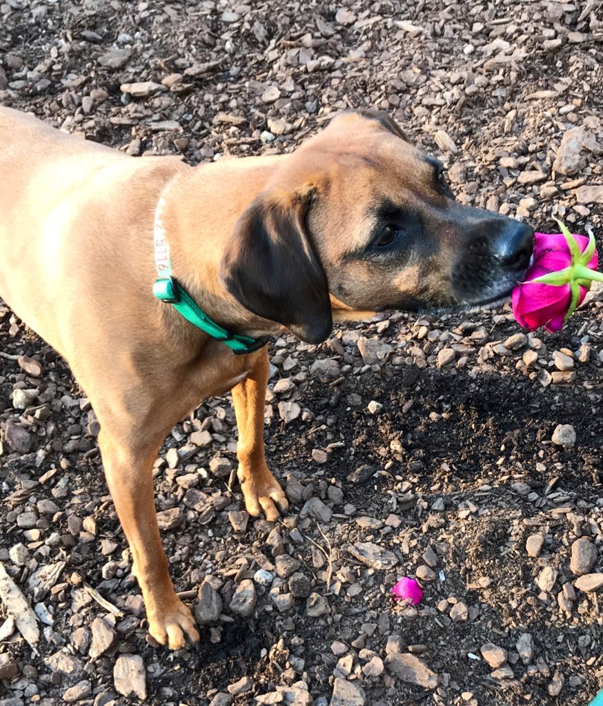 DianeATL's tweet photo. @K_RhodesWriter Been through similar loss of a friend to cancer &amp; it’s so rotten. Maybe my sweet dog, Grace, will cheer you a bit. https://t.co/ER0qbxE4r1