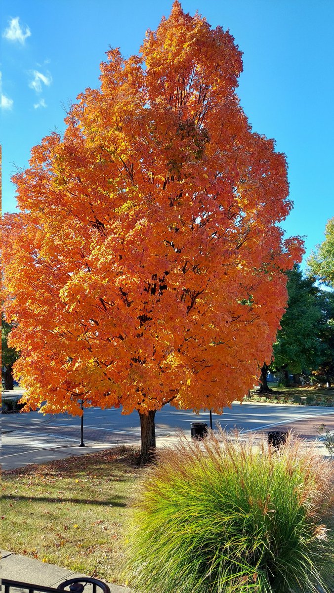 plwkyblue's tweet photo. Beautiful maple 🍁 in front of Ft Thomas post office! https://t.co/UGXM0jup6Y