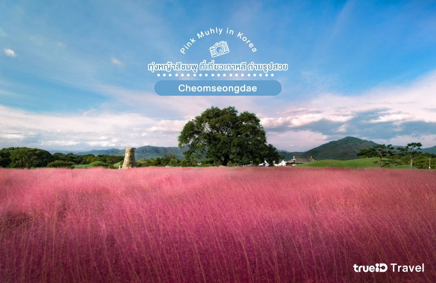LaPaiTiew's tweet photo. Pink Muhly ทุ่งหญ้าสีชมพูสีหวานโรแมนติกในฤดูใบไม้เปลี่ยนสีที่ เกาหลี ขอบอกว่าถ่ายรูปสวยมากกก ต้องตามไปเช็คอิน~

📸 ดูพิกัดเต็มๆ ที่นี่ https://t.co/wV8r2aGGFW

#ลาไปเที่ยว #เกาหลี #pinkmuhly https://t.co/eNPn475Ecv