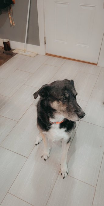 Rover turned 8 years old yesterday, he's been spoiled so much the last two days... Happy Birthday buddy