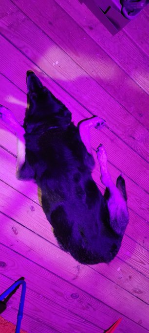 Rover turned 8 years old yesterday, he's been spoiled so much the last two days... Happy Birthday buddy