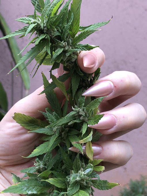 Harvesting time 💕🍁  #weedgirl #weedslut https://t.co/YIIou8vHVC<a href="/tag/weedgirl"class="tags">#weedgirl</a><a href="/tag/weedslut"class="tags">#weedslut</a>