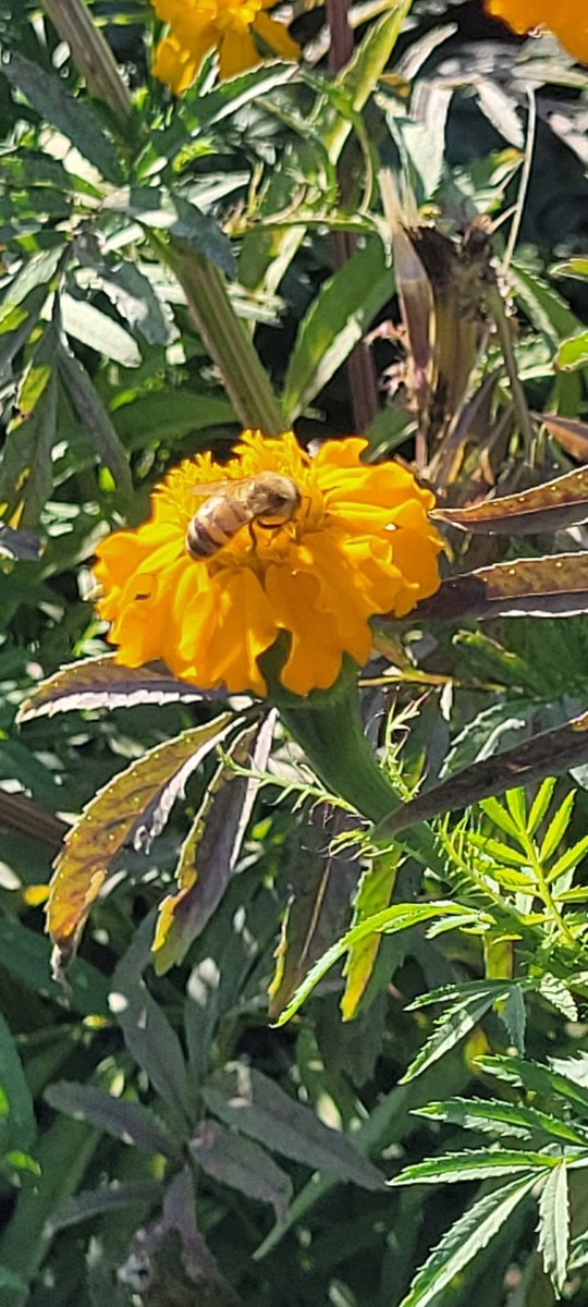 tweetnardz's tweet photo. @YouTube Bees. https://t.co/VnqoynFpYg