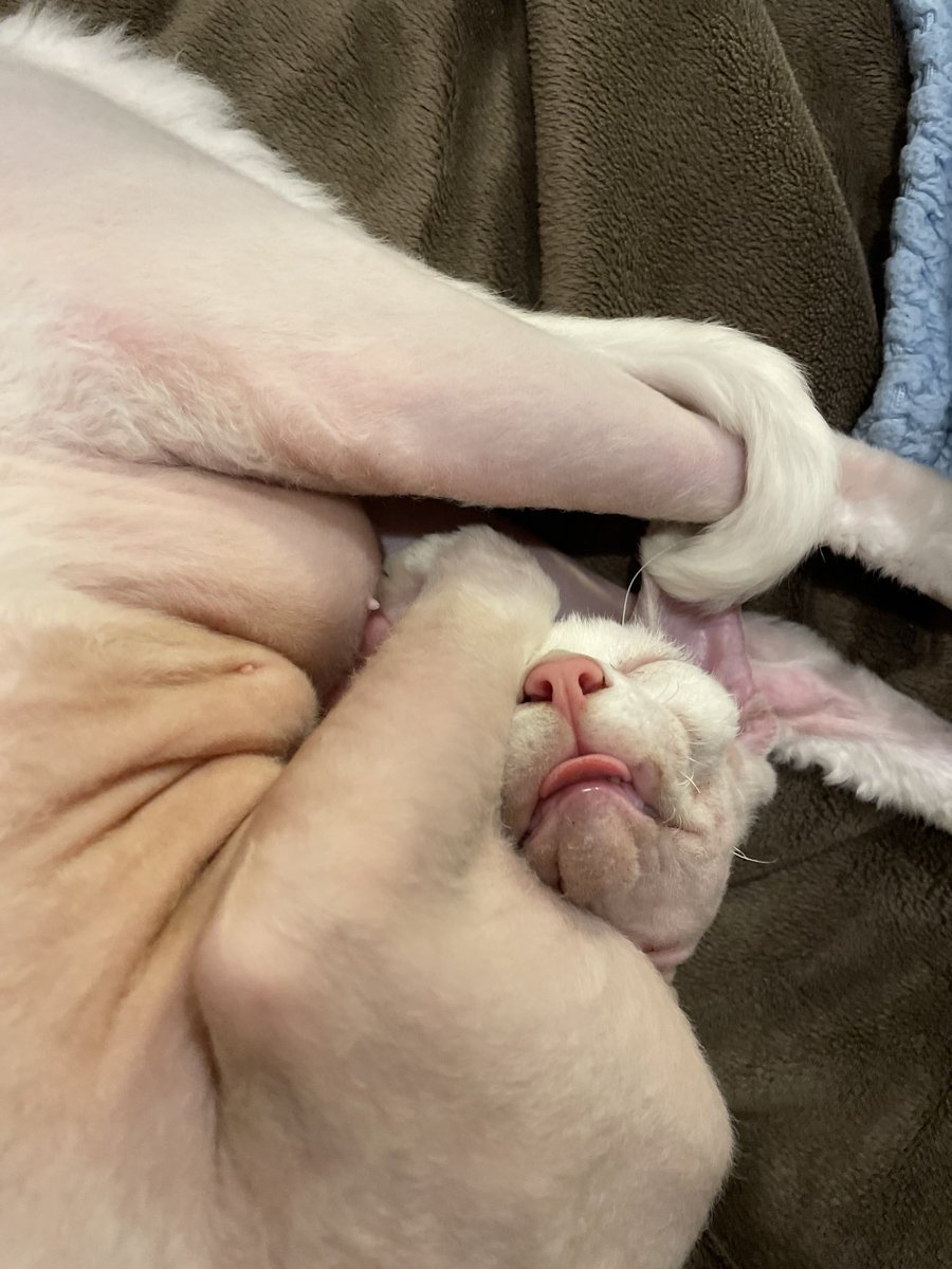 Tom_MooneyFL's tweet photo. Tail wrapped.  Tongue out.  Good sleep. https://t.co/LGBScopZeb
