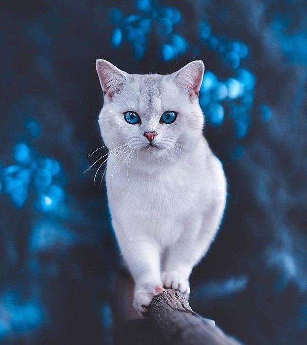 SajadNaik4's tweet photo. 🤍 #CatLove #PetFriend #WhiteHairs #BlueEyez https://t.co/urOuQe6y5b