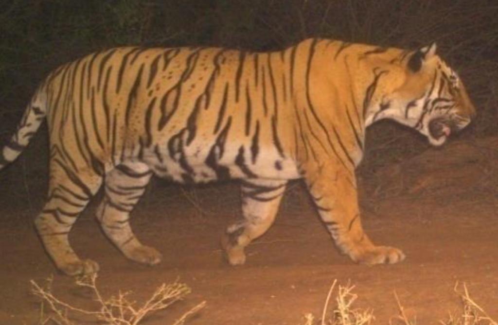 Happy to inform that tiger, T-113, was successfully translocated yesterday from the Ranthambore Tiger Reserve to the Sariska Tiger Reserve under the established protocol. The move will be immensely beneficial for tiger conservation in Sariska.