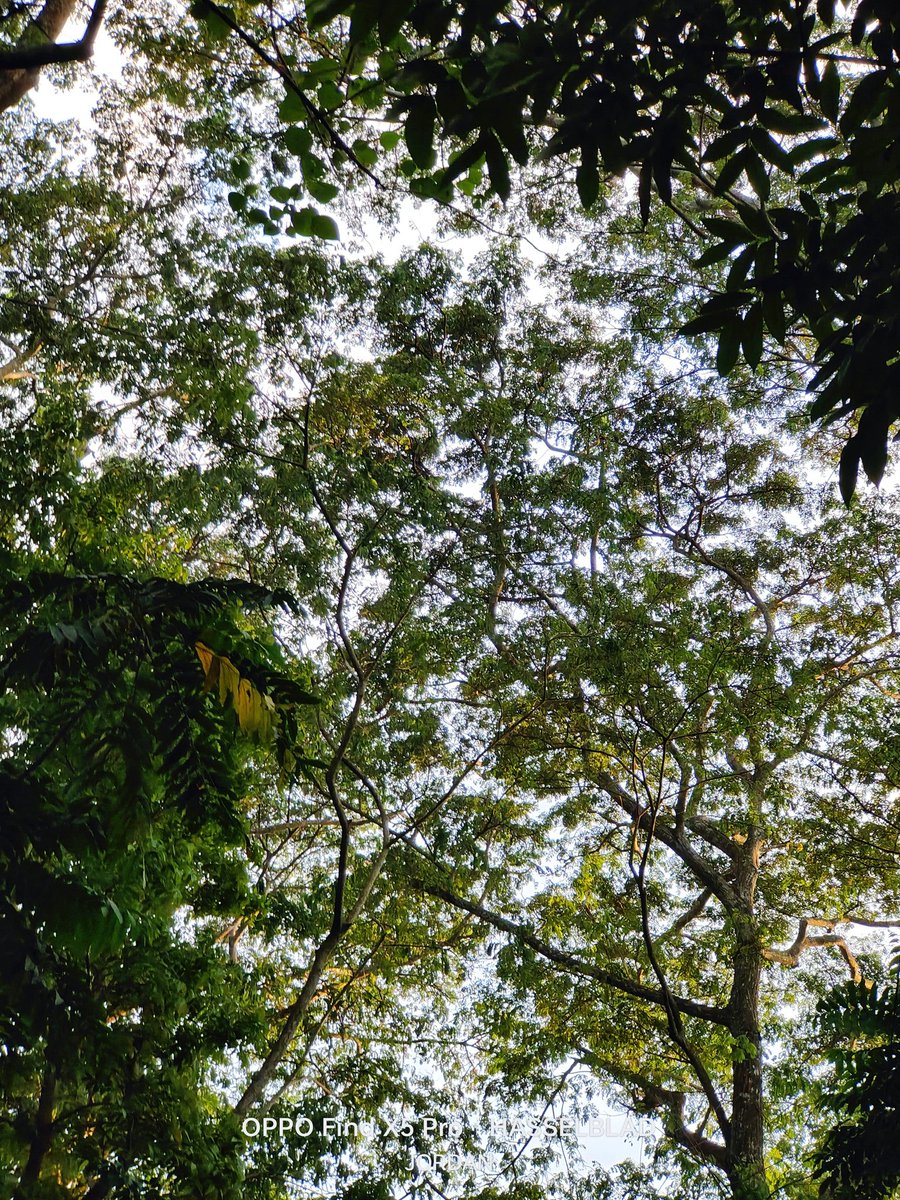 JordanMacadaeg's tweet photo. Choose your wallpaper!🌿

#ISeeOPPO #ShotonOPPO #OPPOStreetview #OllieTravels #OPPOSummer #OPPOReno8Series #ThePortraitExpert #ReinterpretYourMoments  #OPPOLookUp #OPPOPadAir #InspirationAhead 
#LowLightInspired #OPPOAmbassadors #OPPOFootprints https://t.co/dIAKiZmgcc