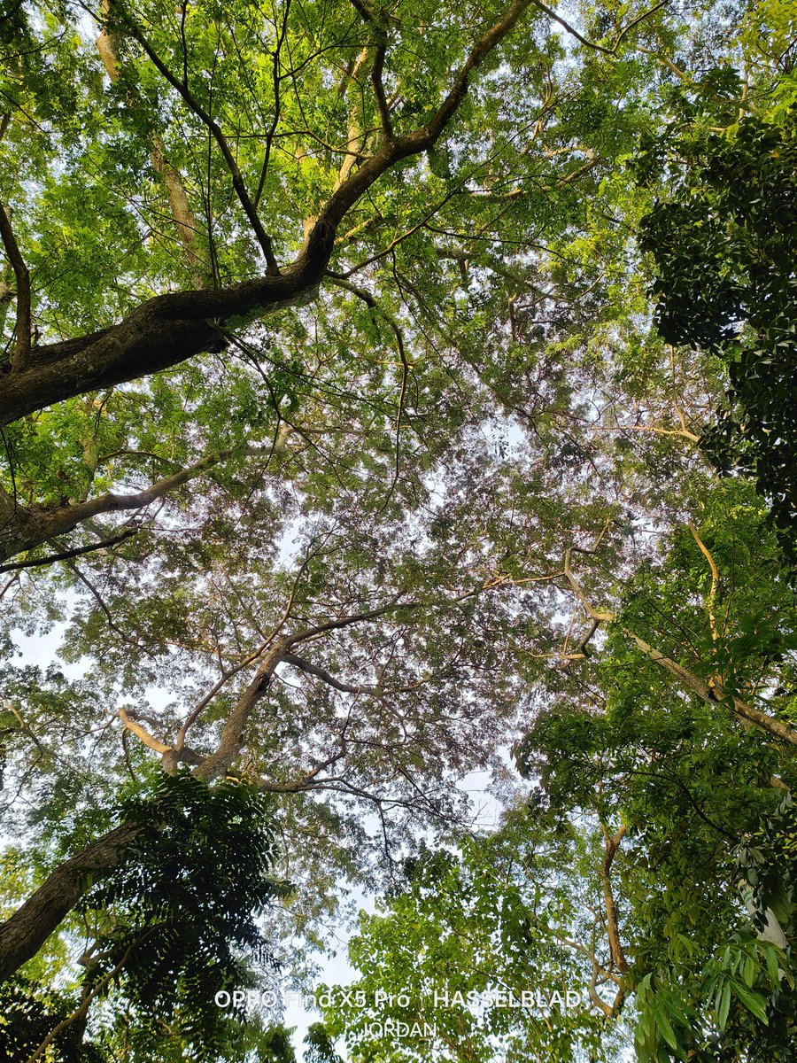 JordanMacadaeg's tweet photo. Choose your wallpaper!🌿

#ISeeOPPO #ShotonOPPO #OPPOStreetview #OllieTravels #OPPOSummer #OPPOReno8Series #ThePortraitExpert #ReinterpretYourMoments  #OPPOLookUp #OPPOPadAir #InspirationAhead 
#LowLightInspired #OPPOAmbassadors #OPPOFootprints https://t.co/dIAKiZmgcc