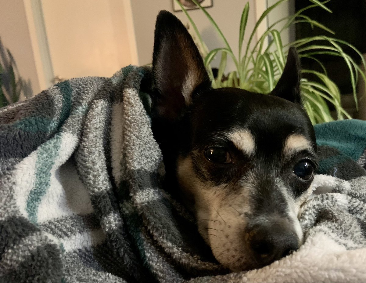 EmilyforKC's tweet photo. Someone is ready for bed and his heating blanket to be turned on.
#spoiledassdog #itsnotthatcold https://t.co/JeVFjXK87X