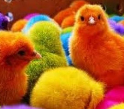 LazcanoVe's tweet photo. Dean Winchester es el pollito de colores. #changemymind #Supernatural #DeanWinchester @JensenAckles @cw_spn https://t.co/sIQgAlvYS8