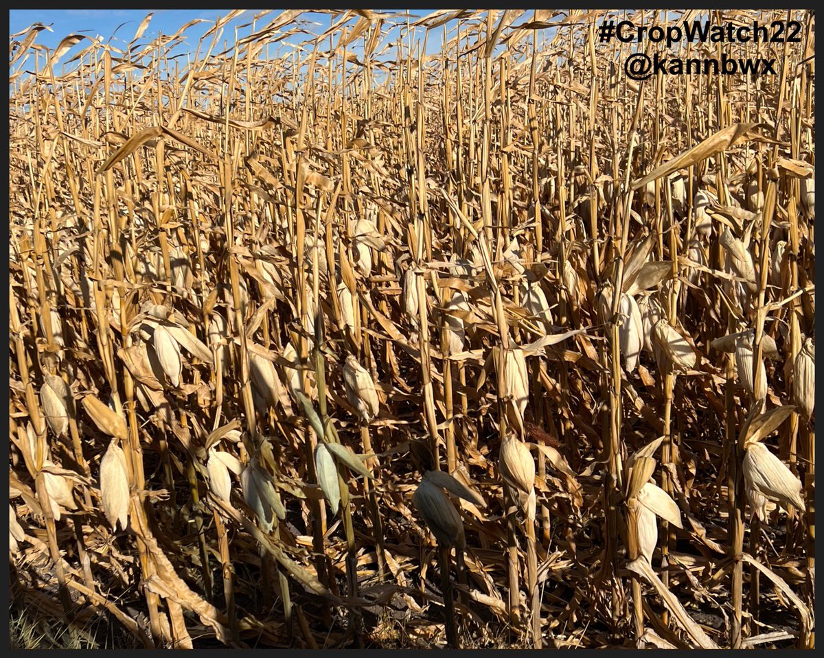 kannbwx's tweet photo. (Likely) coming up this week in #CropWatch22 #corn harvest: Nebraska, eastern Iowa, and North Dakota (pictured - could be coming up next Sunday). All the #soybeans are finished. https://t.co/S3CBAgpJNh