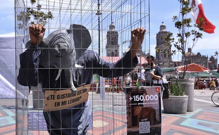 _MistWolf_'s tweet photo. Dra @Claudiashein necesitamos de favor, que nos de respuestas y soluciones, a la situación actual de la elefantita Ely.

No importa cuantos twits tenga que hacer, quiero su amable contestación.

#PorqueSoyTerca
#ElyAUnSantuario 🐘 https://t.co/VrU7NLjAmo