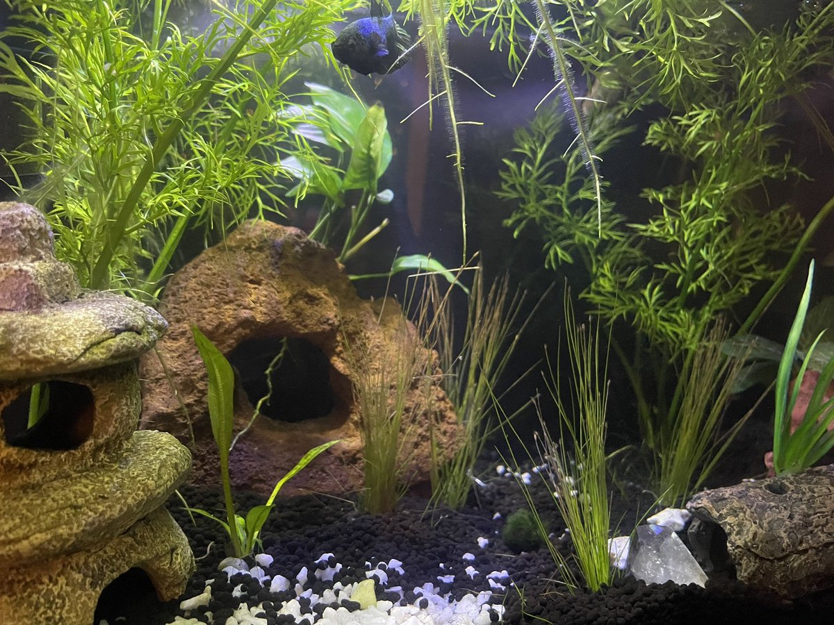 tvnnel__'s tweet photo. new home 🤗 https://t.co/88c7gLz3ZA