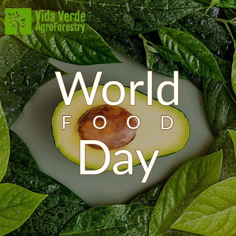 VidaVerde_NFT's tweet photo. #WorldFoodDay
A day to increase awareness of world hunger and poverty and inspire change.
At Vida Verde #Agroforestry we use eco-sensible #solar #wind assisted irrigation systems, #naturalfertilization and pest control, and #createemployment.
https://t.co/4G5lTgA3lE https://t.co/avjhyOFsuA