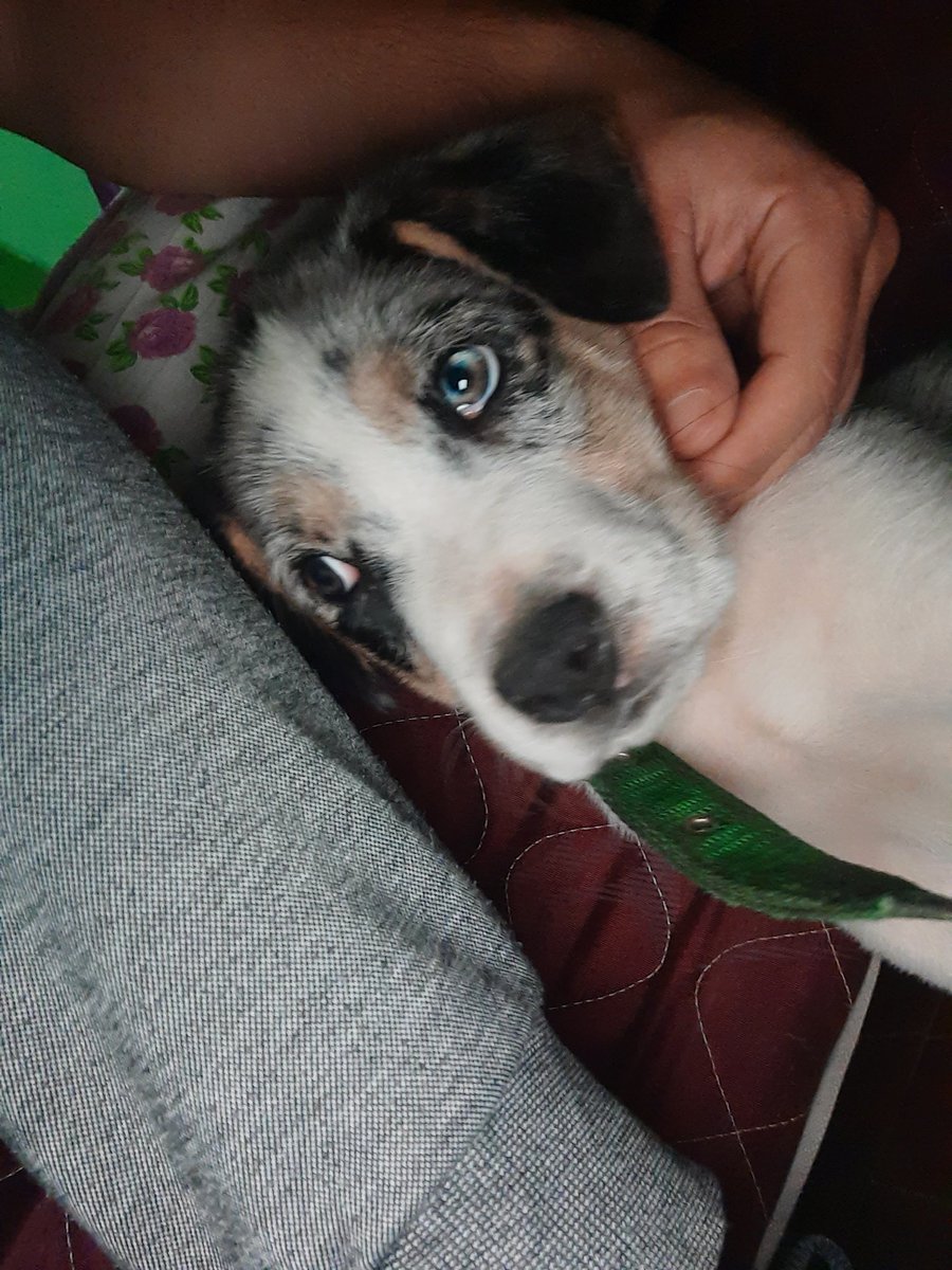 Sanaste el dolor que tenia cuando falleció mi abuela, ahora no tengo quién me sane tu perdida😭🐶🤍