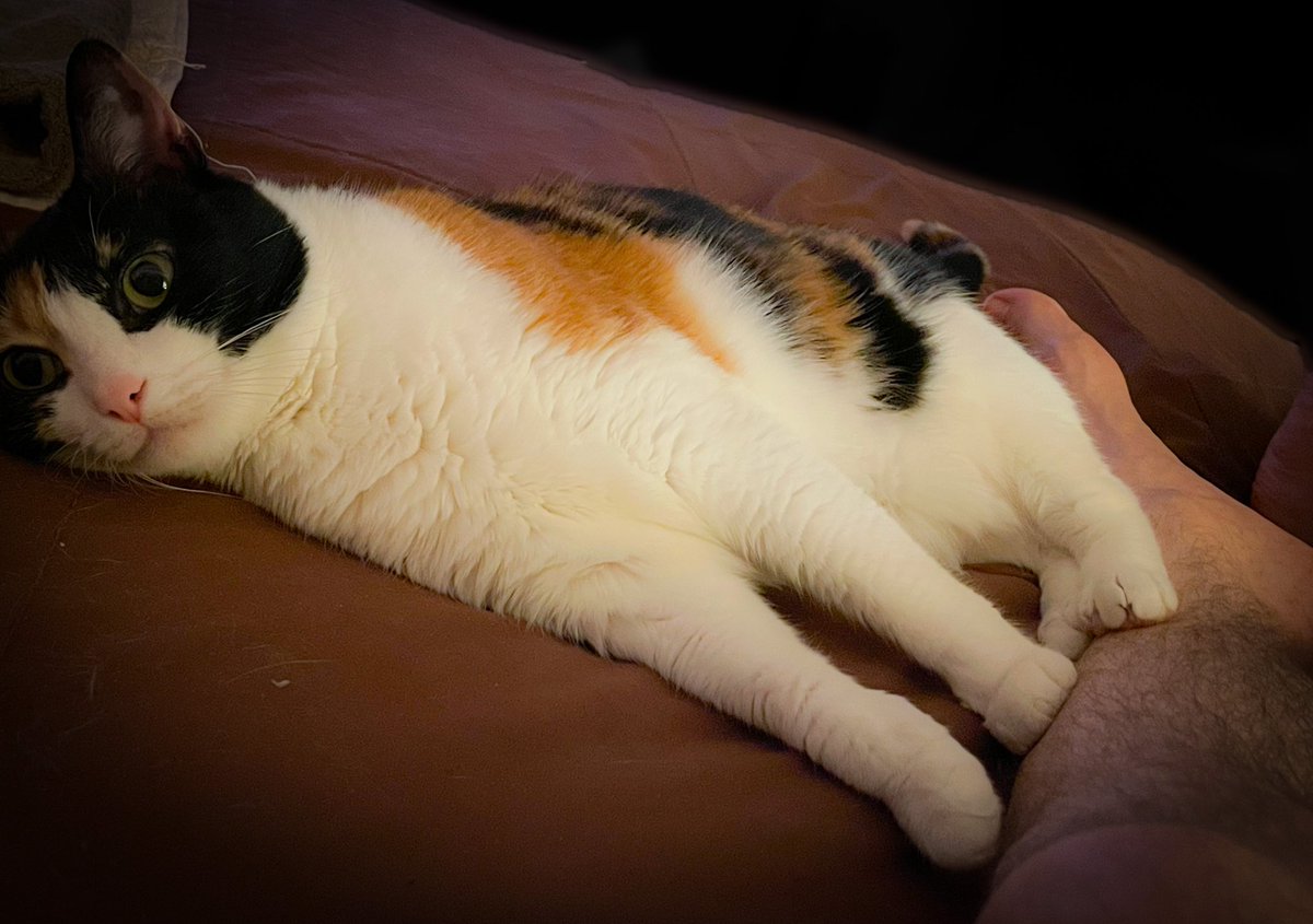 Schrody_Cat's tweet photo. @ItsMeDeaner is this #PawsOfPossession? https://t.co/BV8FWRsOoZ