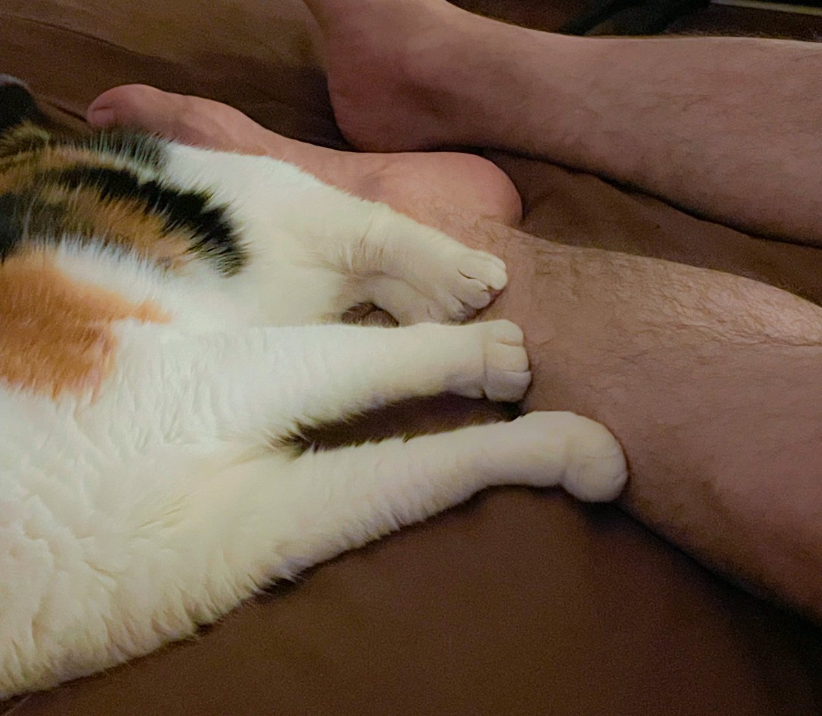Schrody_Cat's tweet photo. @ItsMeDeaner is this #PawsOfPossession? https://t.co/BV8FWRsOoZ