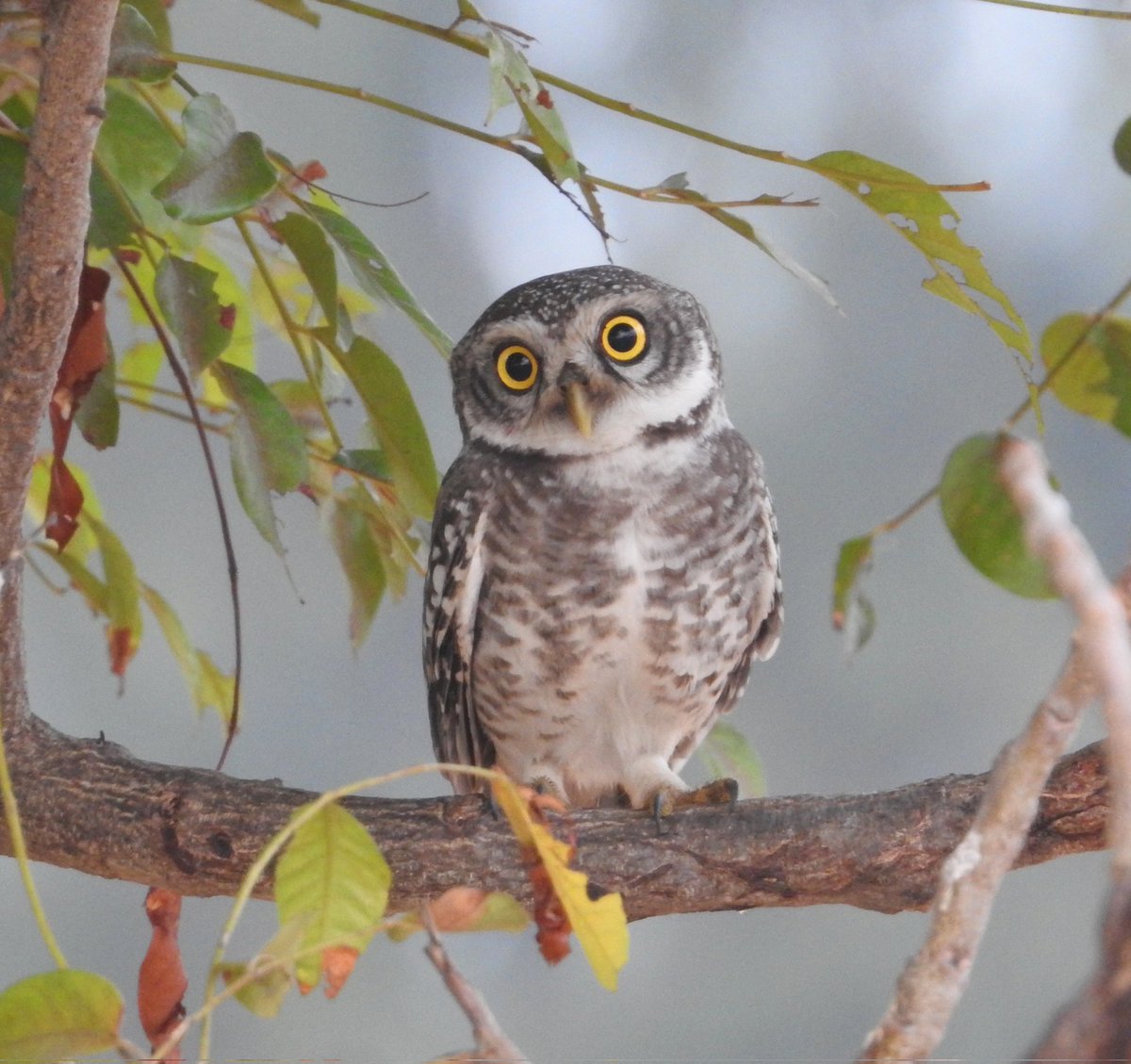 In 2020, I decided to tweet a bird photo daily, 5 times a week. I've since been surprised by how many of you loved #birds. But lately, it feels like a chore as I tweet, even when I have nothing to say. So, I'll return whenever I do. Until then, here's a spotted owlet for you.