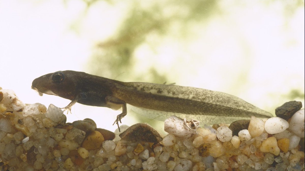 My first PhD chapter was just published in Biology Letters. We found the significant DNA damage/repair that tadpoles experience after UV exposure can depend on their thermal environment, but not always - and the exact nature is species-dependant ☀️🧬(1/4)
doi.org/10.1098/rsbl.2…