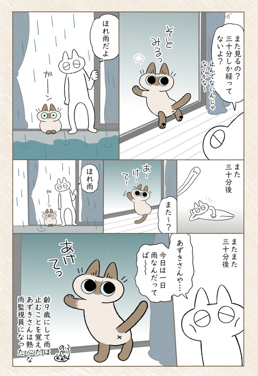 雨降り監視員(写真はほとんどお餅のあずきさん) #シャム猫あずきさんは世界の中心 