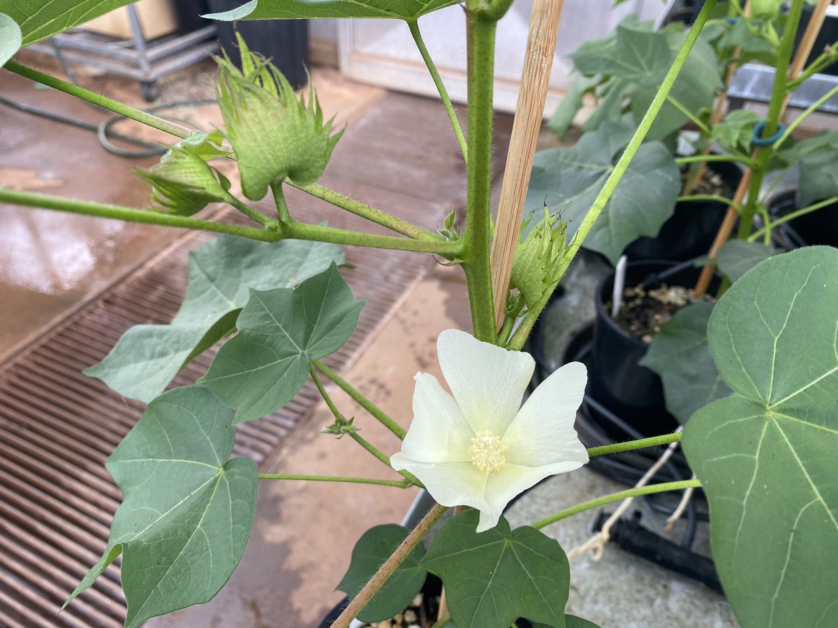 Nearly there! Flowers and some second positions as well 🙌🏼 🌸 <a href="/CottonResearch/">CRDC</a> <a href="/CottonInfoAust/">CottonInfo</a> @DAFQld