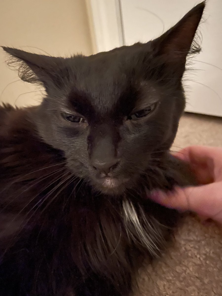 emocantina's tweet photo. How is this all the same cat https://t.co/irpwfLracG