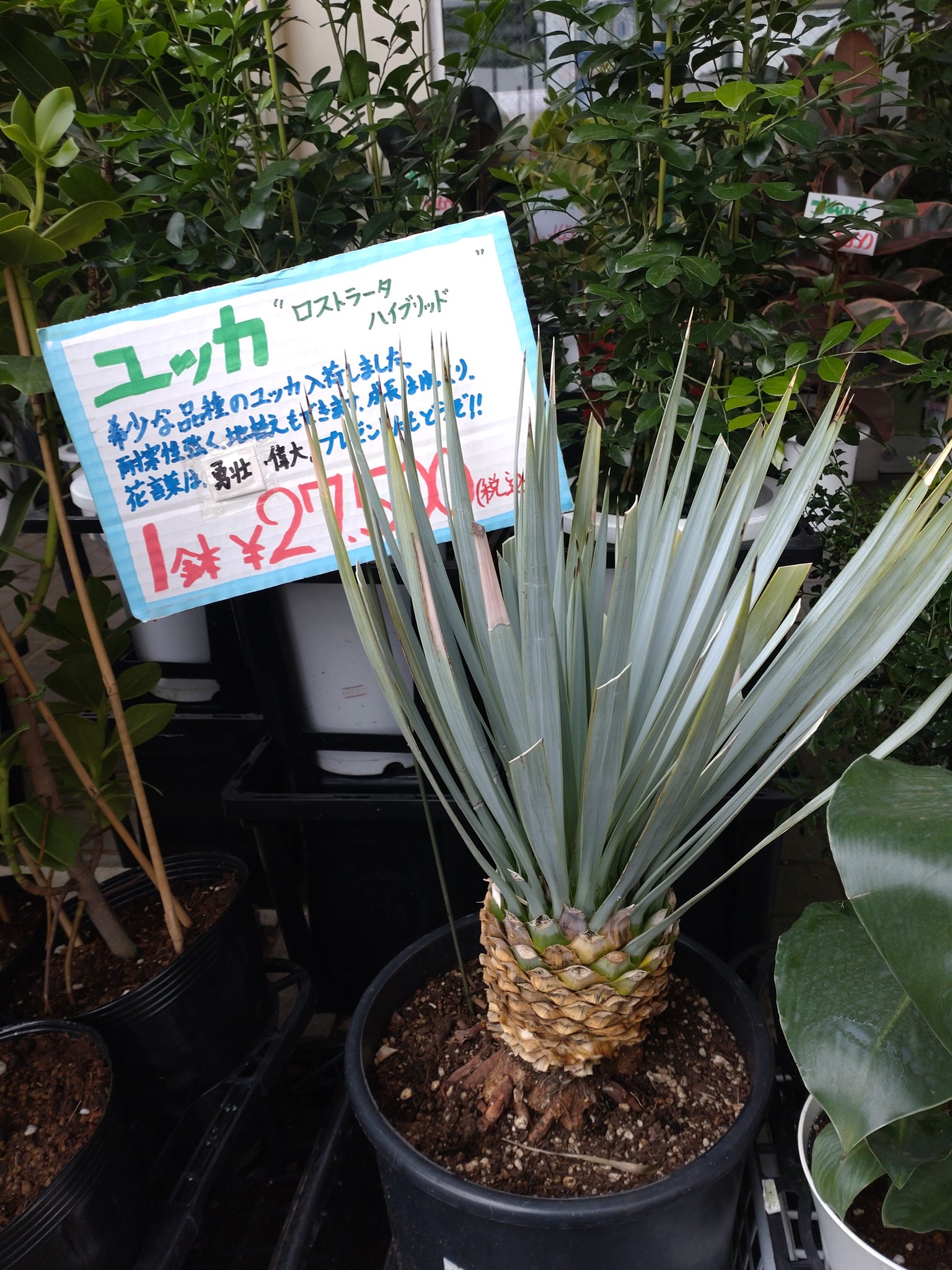 ユッカ グロリオサ 散り斑 芋付き ユッカ グロリオサ 散り斑入り 芋