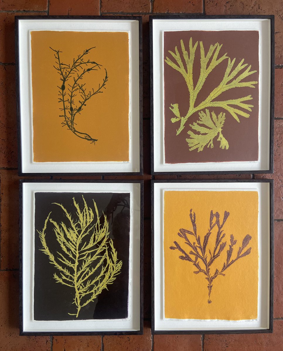 Just got these seaweed monoprints back from the framer. I’m looking forward to showing them November 18-27 @fendittongalle1 and @CCI_Cambridge #cornishseaweed #natureprint #fenditton #artscienceresidency