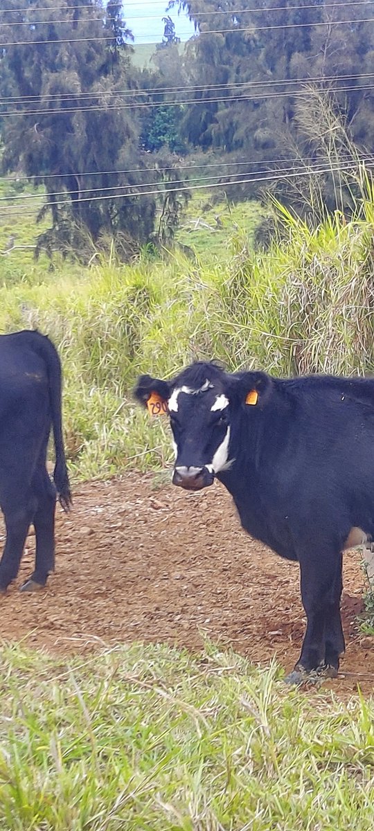 808granny's tweet photo. @iamlisakirk I met the cutest cow yesterday https://t.co/Rax6XqEqii