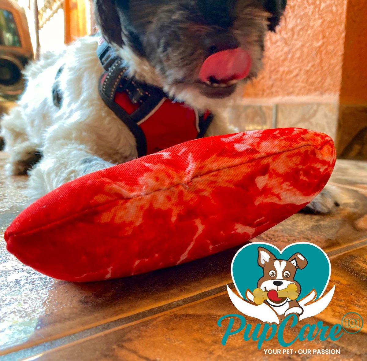 PupCare101ja's tweet photo. There’s nothing truer than the love of a good 🐶🐾. Retweet if you agree.

 #doggie #dogmum #petcare #petlovers https://t.co/3KozwcdU1A
