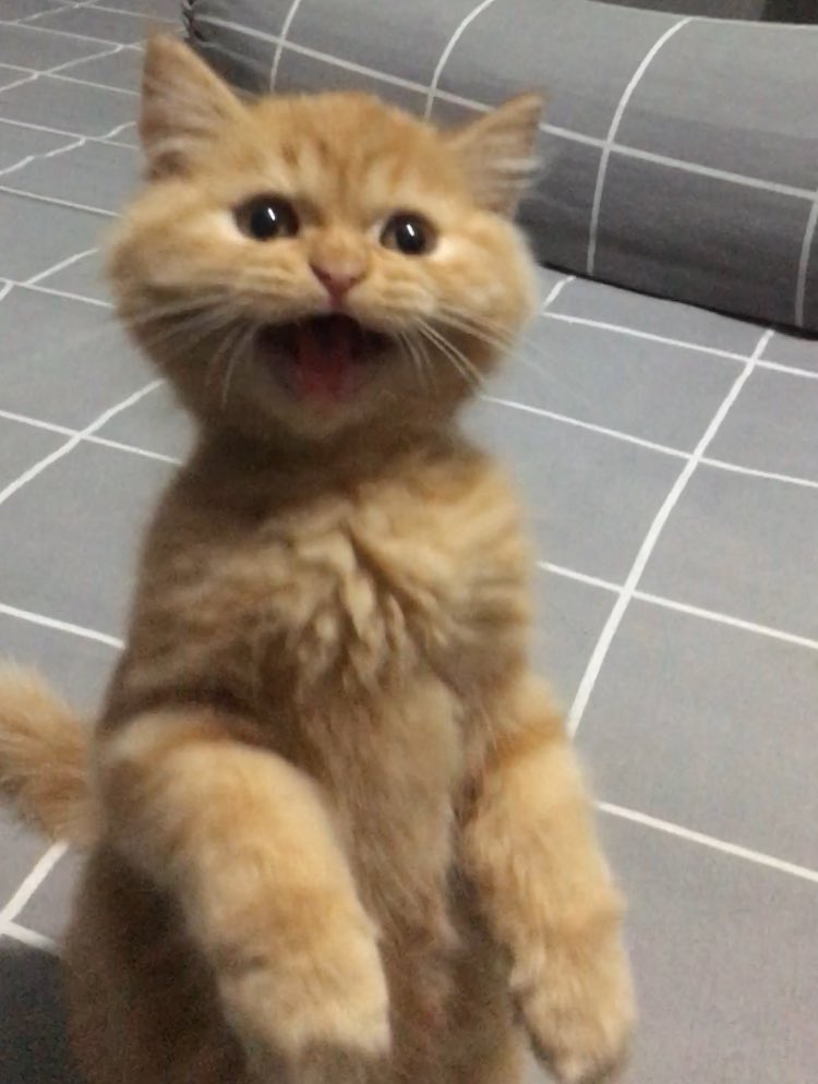 kochengfs's tweet photo. 🐈 hallo kak, cio tadi pagi otw surga. Makasih ya buat kakak2 yg udah jadiin cio selebtwit 😀 https://t.co/QgKrLMsHG1